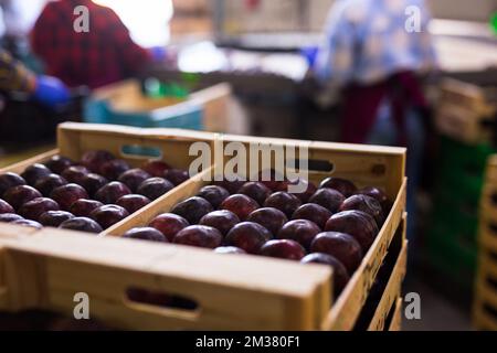 Prunes pourpres récoltées dans des caisses en bois empilées dans l'entrepôt Banque D'Images