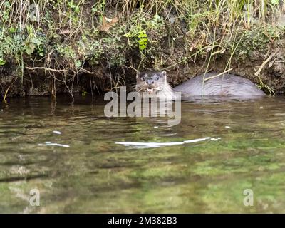 Un Otter européen, Lutra lutra dans la rivière Rothay, Ambleside, Lake District, Royaume-Uni. Banque D'Images