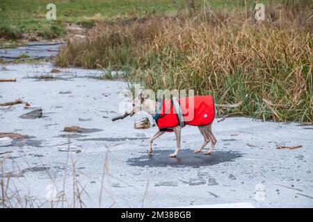 Chien de Whippet portant une veste d'hiver rouge et marchant sur un étang gelé avec un bâton dans sa bouche. Banque D'Images