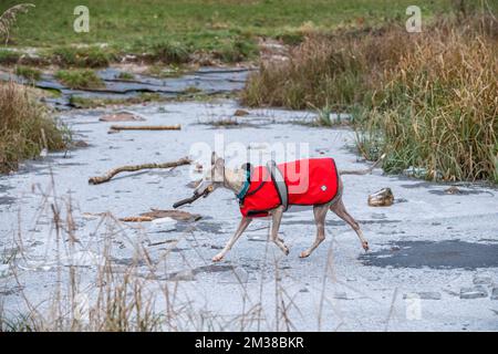 Chien de Whippet portant une veste d'hiver rouge et marchant sur un étang gelé avec un bâton dans sa bouche. Banque D'Images