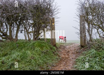 Whippet chien portant un veste d'hiver. Banque D'Images