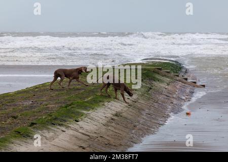 L'illustration montre deux chiens (Weimaraner) marchant tandis que les vagues se baladant sur le brise-lames (golfeur-brise-lames) sur la plage de la ville côtière Nieuwpoort, alors que les vents violents de la tempête Franklin ont frappé la côte belge, lundi 21 février 2022. Storm Franklin est la troisième tempête à frapper notre région en quelques jours. L'Institut Royal météorologique belge KMI - IRM a émis un code orange pour les vents violents, pour lundi après-midi photo BELGA KURT DESPLENTER Banque D'Images