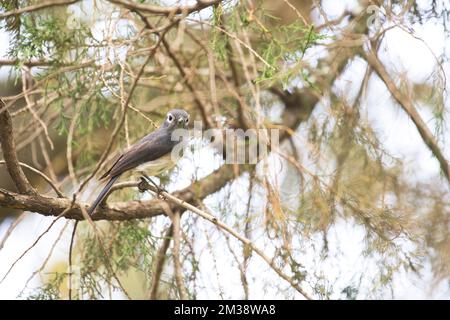 White-eyed moucherolles vineuse (Melaenornis fischeri) Banque D'Images