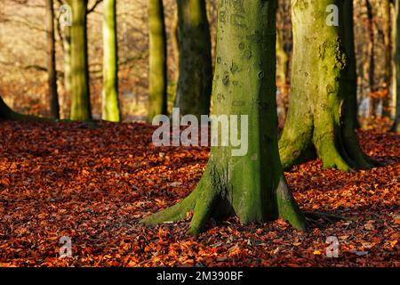 Forêt d'automne à Temple Newsam à Leeds, West Yorkshire, Royaume-Uni Banque D'Images