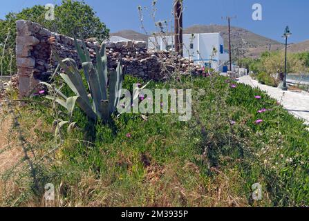 Usine de vera d'aloès et vue générale, île de Tilos au large de Rhodes. Vues 2022. Mai Banque D'Images