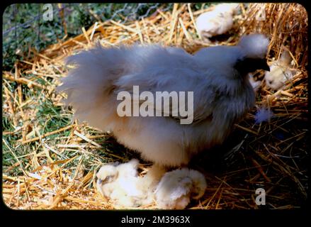 Poule et poussins , poulets. Collection Edmund L. Mitchell Banque D'Images