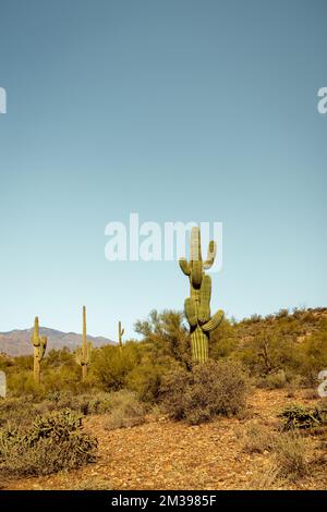 Unique cactus saguaro principal debout en bonne place dans le désert de Sonoran près de phoenix Arizona sud-ouest des États-unis. Banque D'Images