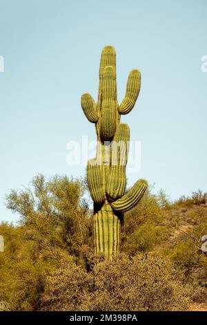 Unique cactus saguaro principal debout en bonne place dans le désert de Sonoran près de phoenix Arizona sud-ouest des États-unis. Banque D'Images