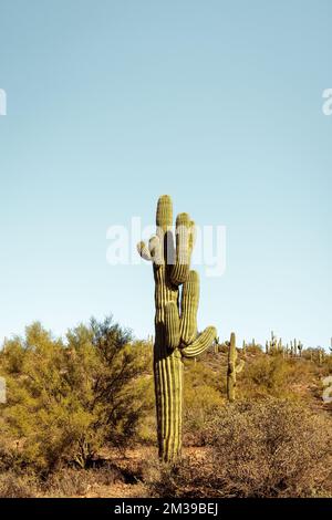 Unique cactus saguaro principal debout en bonne place dans le désert de Sonoran près de phoenix Arizona sud-ouest des États-unis. Banque D'Images