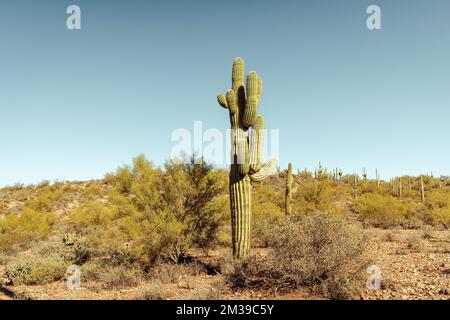 Unique cactus saguaro principal debout en bonne place dans le désert de Sonoran près de phoenix Arizona sud-ouest des États-unis. Banque D'Images