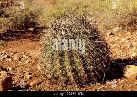 Petits cactus de saguaro installés dans le désert de sanoran près de phoenix arizona sud-ouest des États-unis. Banque D'Images