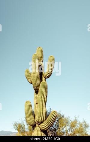 Unique cactus saguaro principal debout en bonne place dans le désert de Sonoran près de phoenix Arizona sud-ouest des États-unis. Banque D'Images