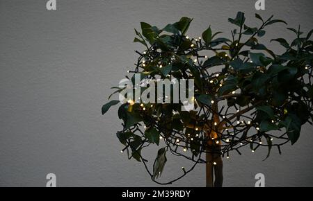 Plante miniature décorée de lumières de Noël fée. Banque D'Images