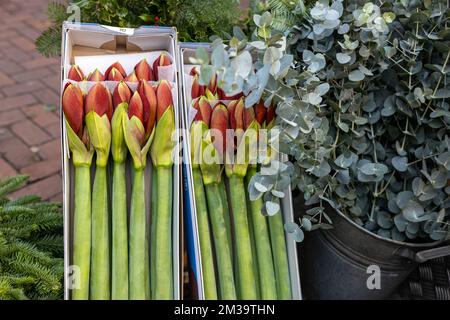 Les bourgeons non ouvert de red lily dans de grandes cases blanches sont disposés avec du papier pour la vente sur le marché. Banque D'Images