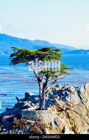 Lone Cypress Tree sur 17 kilomètres en voiture. Banque D'Images