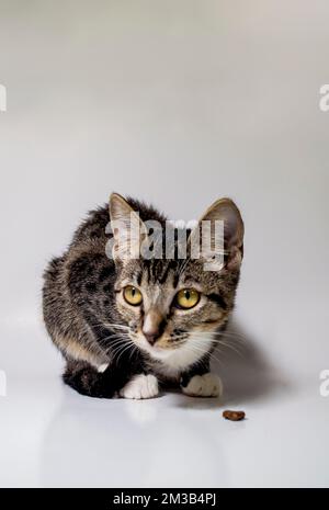 Repas de chaton rayé aux yeux jaunes, fond blanc Banque D'Images