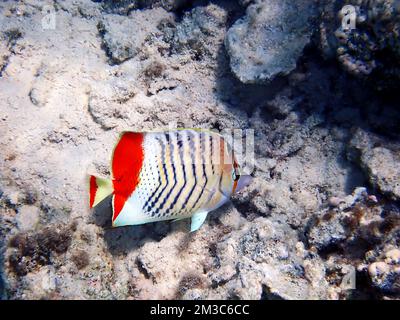 Le butterflyfish érythréen de la mer Rouge - (Chaetodon paucifasciatus) Banque D'Images