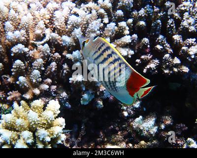 Le butterflyfish érythréen de la mer Rouge - (Chaetodon paucifasciatus) Banque D'Images