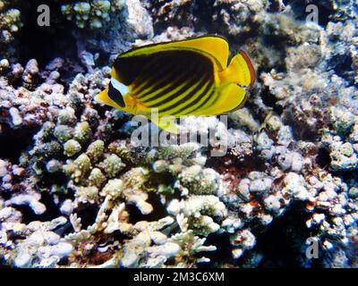 Le butterflyfish érythréen de la mer Rouge - (Chaetodon paucifasciatus) Banque D'Images