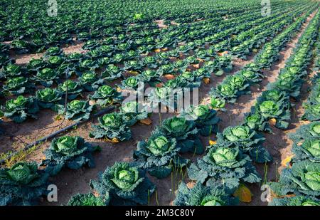 Rangées de chou vert mûr de savoie sur la plantation agricole Banque D'Images