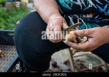 femme inconnue une agricultrice tient l'oignon dans les mains tout en étant assise à l'extérieur sur la ferme gros plan à la main plein ou des oignons biologiques fraîchement récoltés à l'aide d'un couteau Banque D'Images