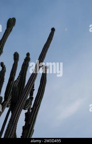 Cactus à haute vitesse avec croissant de lune cirant dans le ciel bleu du coucher du soleil au désert de Tatacoa, Huila, Colombie. Banque D'Images