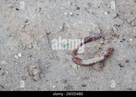 Fermé jusqu'à Rusty Horseshoe sur sable blanc avec trèfle vert et petites pierres au désert de Tatacoa, Huila, Colombie Banque D'Images