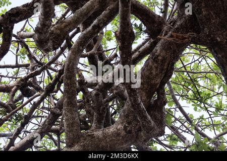 Tige brune avec des branches et des feuilles en journée ensoleillée au désert de Tatacoa, Huila, Colombie. Banque D'Images