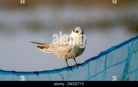 Amoureux de Kentish au sanctuaire ornithologique de Chilka à Odisha en Inde Banque D'Images