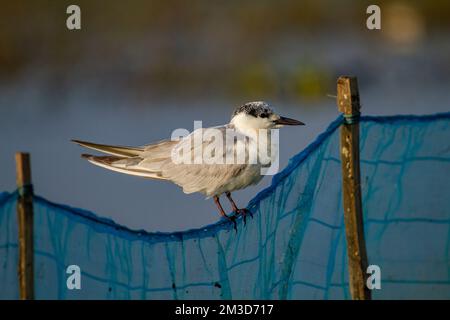 Amoureux de Kentish au sanctuaire ornithologique de Chilka à Odisha en Inde Banque D'Images