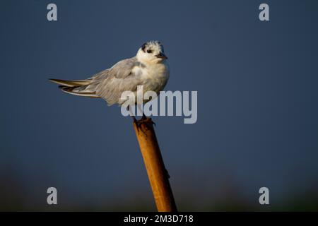 Amoureux de Kentish au sanctuaire ornithologique de Chilka à Odisha en Inde Banque D'Images