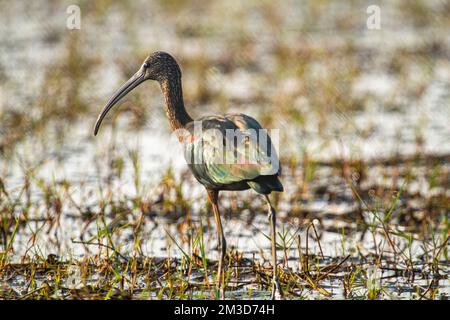 Ibis brillant au sanctuaire ornithologique de Chilka à Odisha Banque D'Images