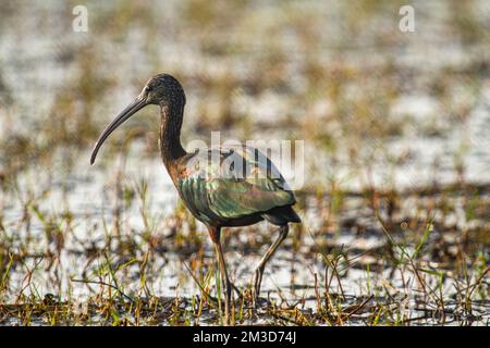 Ibis brillant au sanctuaire ornithologique de Chilka à Odisha Banque D'Images