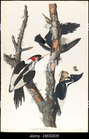 Pic à bec d'Ivoire : Picus principalis, Linn. Homme 1, femme, 2, 3. c.1 v.1 planche 66 , pic à bois, pic à bois à bec ivoire. The Birds of America- tiré des dessins originaux de John James Audubon Banque D'Images