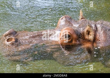 Gros plan sur un hippopotame nageant Banque D'Images