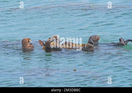 Un radeau de loutres de mer sur la côte près de Morro Bay sur la côte californienne Banque D'Images