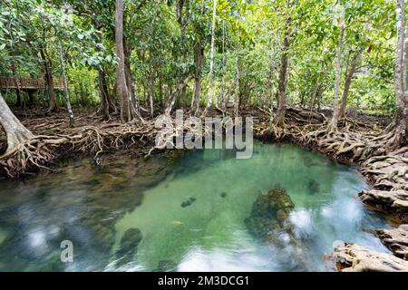 Arbres tropicaux racines dans la forêt marécageuse et le canal d'eau limpide de Tha Pom Klong Song Nam mangrove marécage Krabi Thaïlande belle nature v Banque D'Images