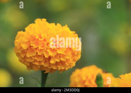 Tagètes (Tagetes erecta, mexicains, Aztec marigold souci, souci de l'Afrique) Banque D'Images