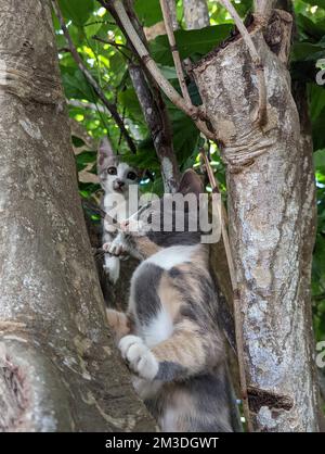 Chatons de la jungle de Maui dans un arbre Banque D'Images