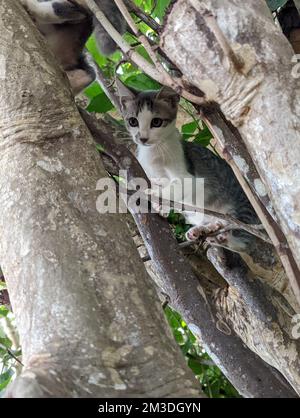 Chatons de la jungle de Maui dans un arbre Banque D'Images