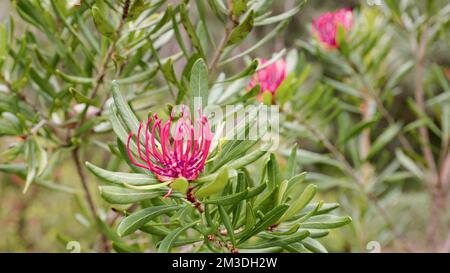 rouge tasmanie fleur de waratah au berceau de la montagne Banque D'Images