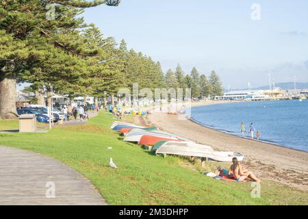 Tauranga Nouvelle-Zélande - 3 avril 2022; Tall Norfolk pins line promenade en bord de mer de la baie pilote en été avec des baigneurs de soleil sur la plage et le port avec des navires Banque D'Images