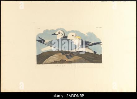 Mouette Kittiwake : Larus tridactylus, L. 1. Adulte. 2. Jeunes. c.1 v.3 planche 224 , oiseaux, kittiwake à pattes noires. The Birds of America- tiré des dessins originaux de John James Audubon Banque D'Images
