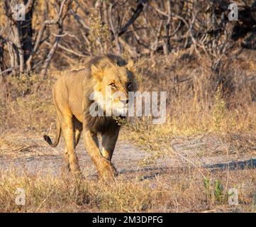 Un grand lion mâle traverse le Bush africain Banque D'Images