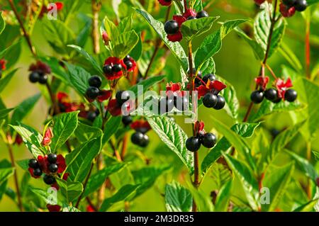 Bague de Mickey Mouse (Ochna serrulata). Banque D'Images