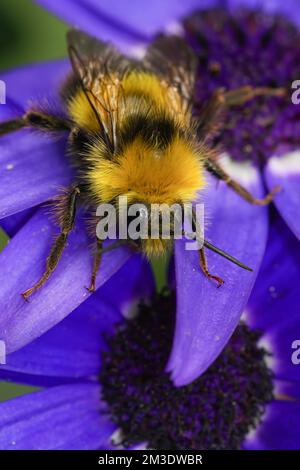 Gros plan vertical naturel sur une reine Bumblebee à queue de Buff , Bombus terrestris , assis sur la végétation Banque D'Images