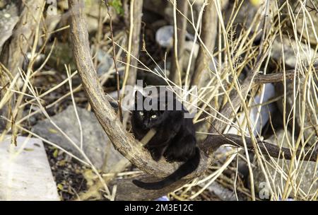 Chats de rue abandonnés, animaux isolés, animaux de compagnie Banque D'Images