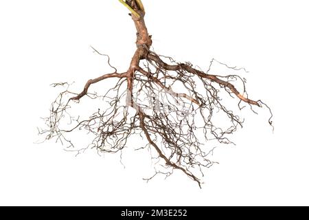 les racines du viburnum sont isolées sur fond blanc Banque D'Images