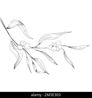 branche avec feuilles et baies en illustration et vecteur Illustration de Vecteur