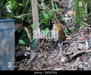 Caldasmierpitta kijkend naar de l'amidonnier van fluisteraar grallaire de ; Brown-bagué à la grallaire de la Whistler Grallaire Banque D'Images
